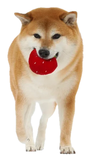 Funny Doge